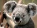 koala_3