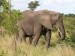 slon-africky